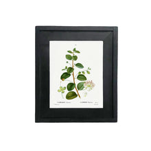 Load image into Gallery viewer, Botanical Print