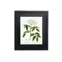 Load image into Gallery viewer, Botanical Print