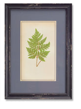 Load image into Gallery viewer, Fern Print