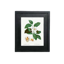Load image into Gallery viewer, Botanical Print