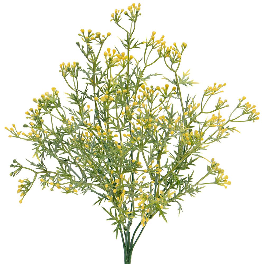 Yellow Bud Grass Bush