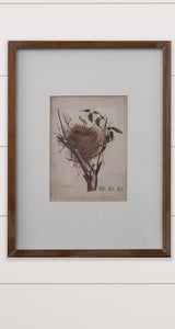 Nest Bird Framed Print