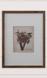 Nest Bird Framed Print