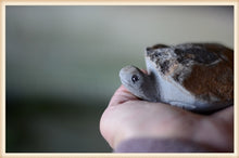 Load image into Gallery viewer, Hand Carved Stone Turtle
