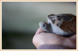 Hand Carved Stone Turtle