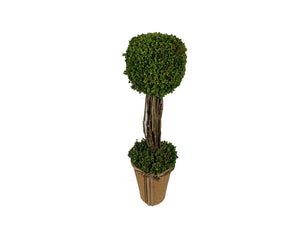 Preserved Grass Topiary Tree