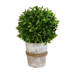 8.5" Thyme Ball Topiary