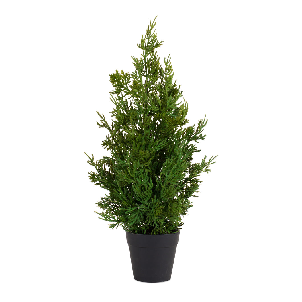 Potted Pine Tree