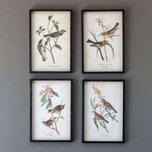 Load image into Gallery viewer, Songbird On A Branch Framed Prints
