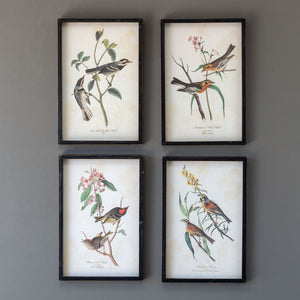 Songbird On A Branch Framed Prints