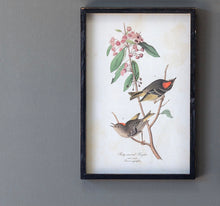 Load image into Gallery viewer, Songbird On A Branch Framed Prints
