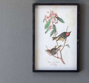 Songbird On A Branch Framed Prints