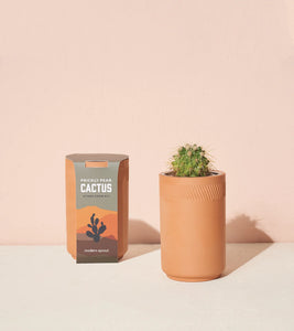 Terracotta Kit Cactus